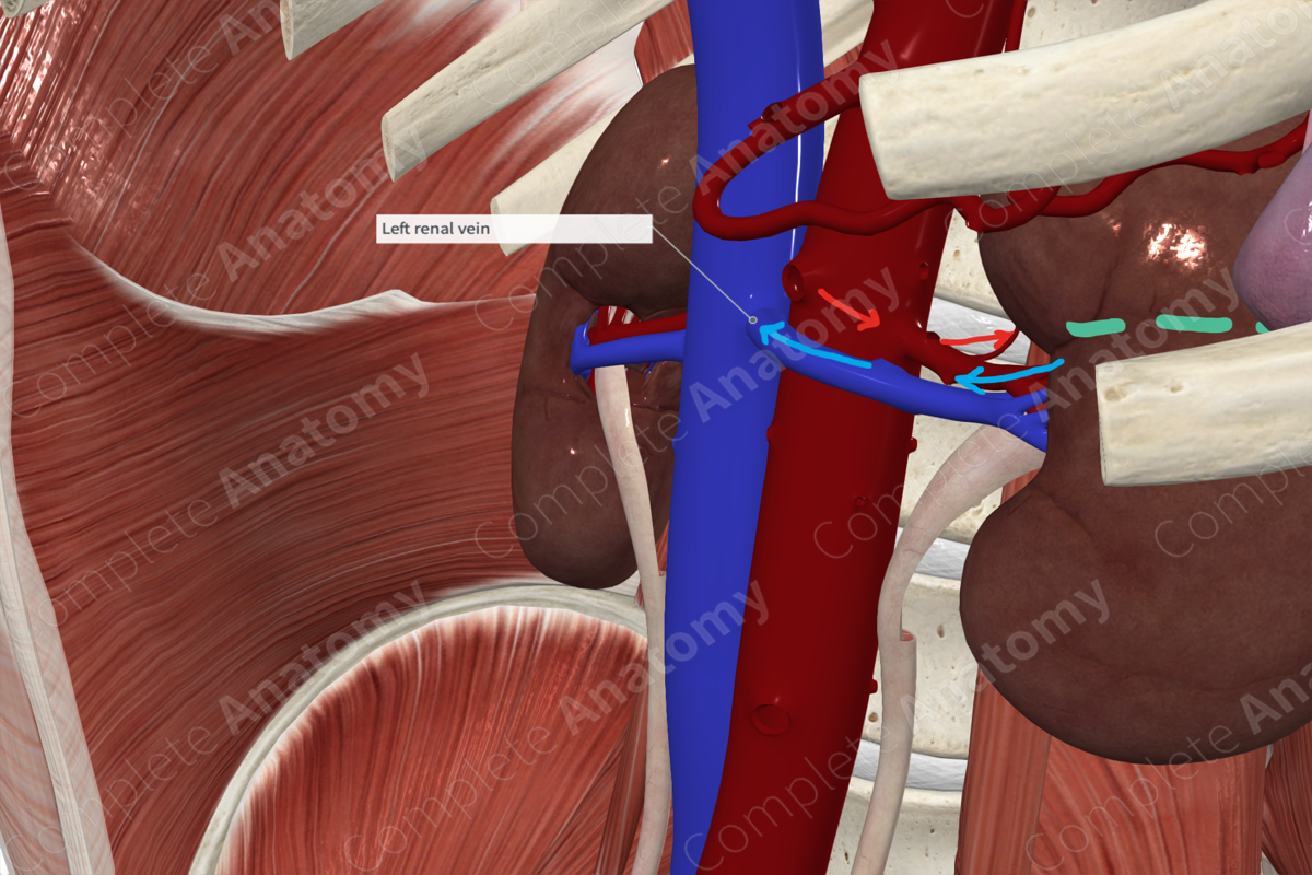 Left Renal Vein