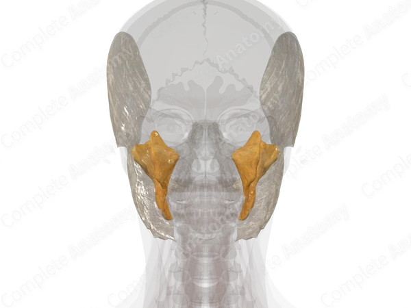 Fasciae of Head