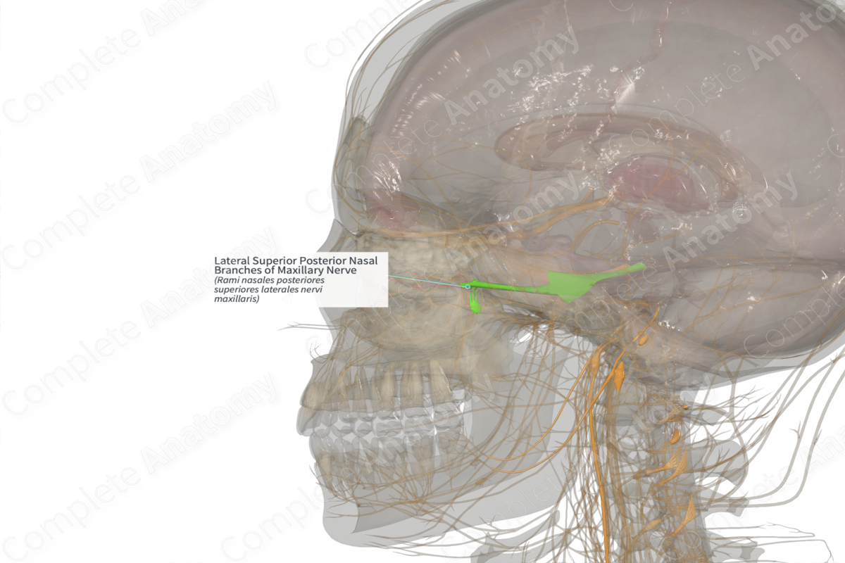 Lateral Superior Posterior Nasal Branches of Maxillary Nerve (Right)