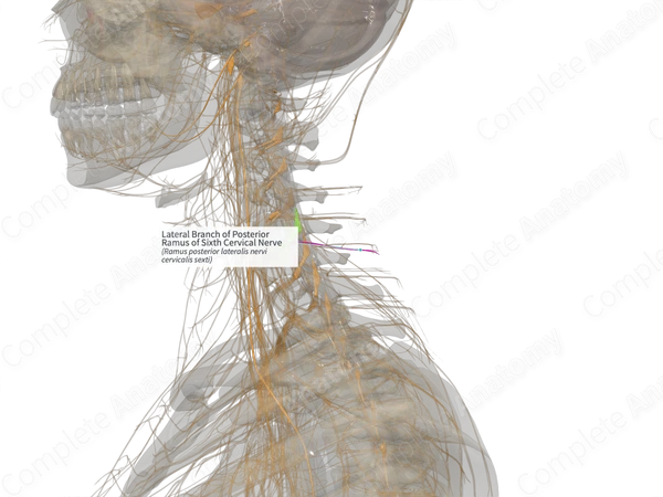 Lateral Branch of Posterior Ramus of Sixth Cervical Nerve (Left)