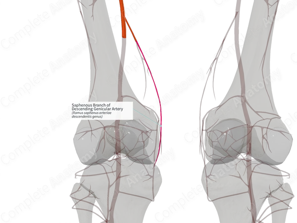 Saphenous Branch of Descending Genicular Artery (Right)
