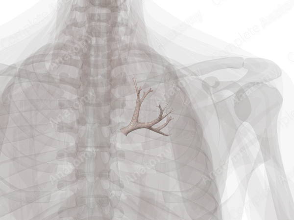 Bronchi of Superior Lobe of Right Lung
