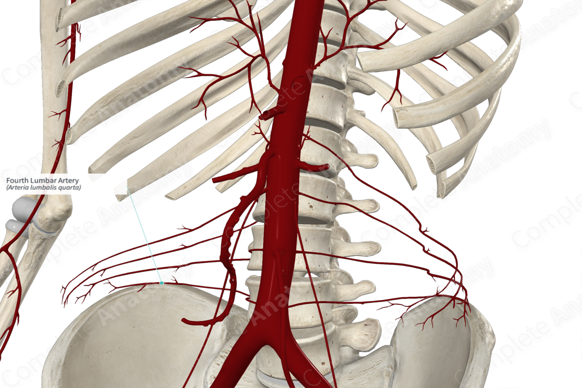 Fourth Lumbar Artery 