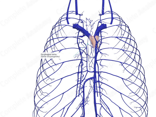 Esophageal Veins