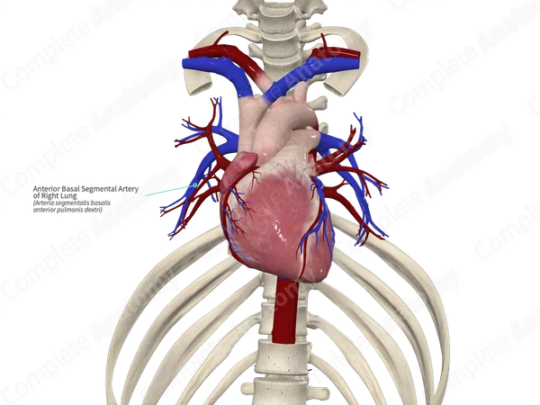 Anterior Basal Segmental Artery of Right Lung