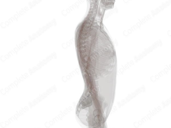 Posterior Segmental Medullary Veins
