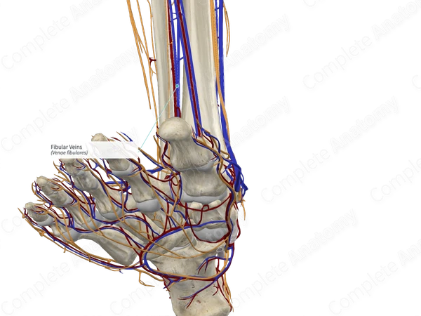 Fibular Veins