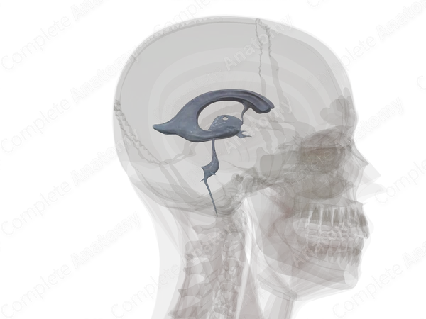 Ventricular System of Brain