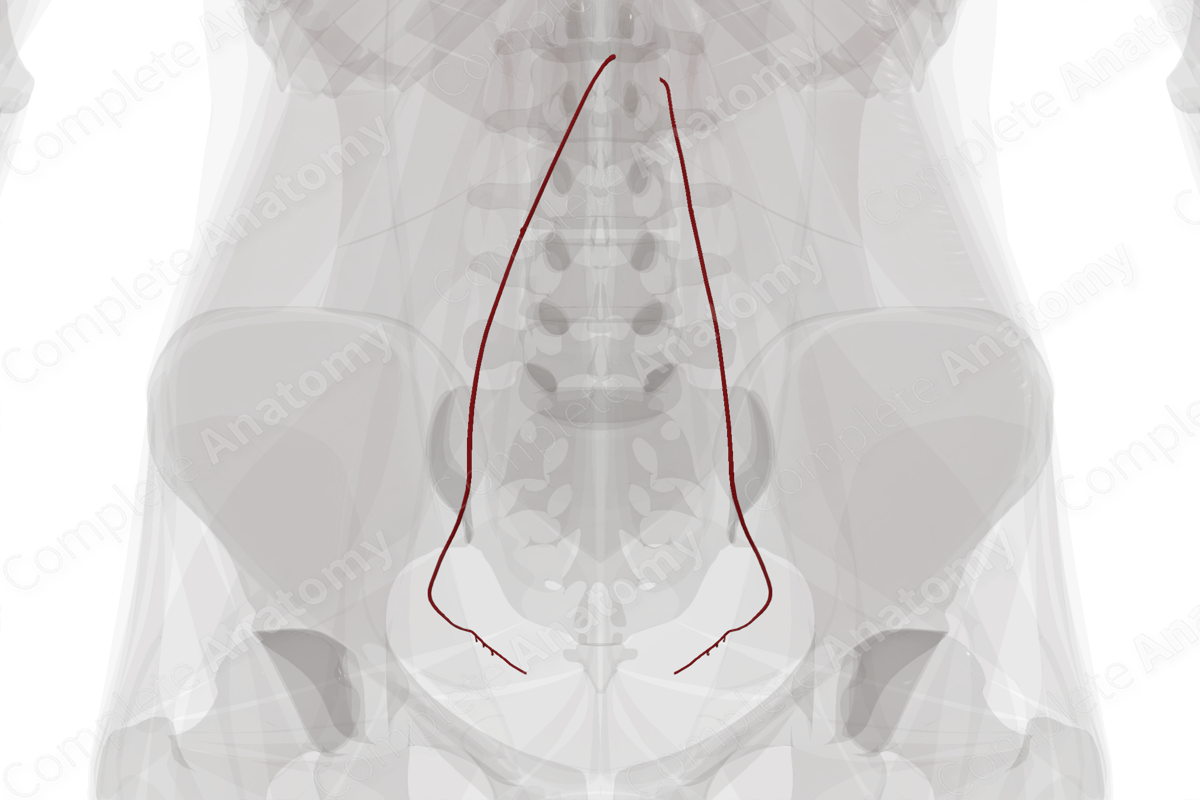 Arteries of Ovaries