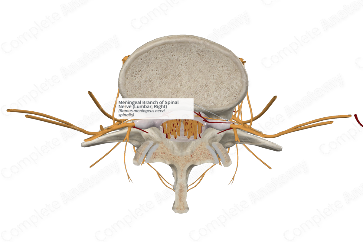 Meningeal Branch of Spinal Nerve (Lumbar; Right)