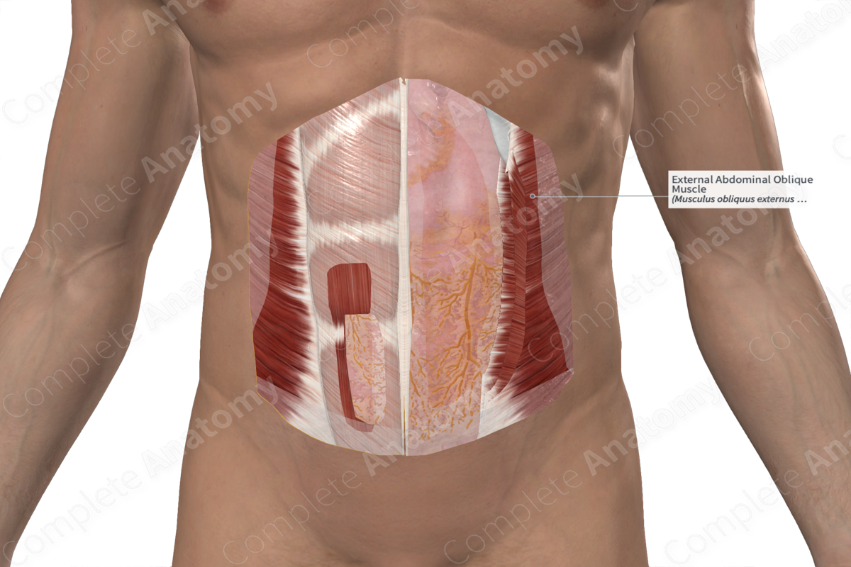 External Abdominal Oblique Muscle 