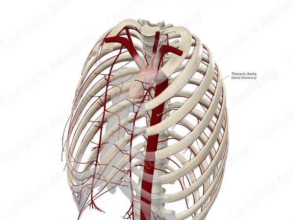 Thoracic Aorta
