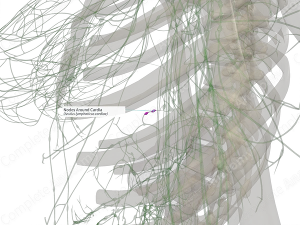 Nodes Around Cardia