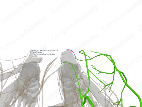 Lateral Calcaneal Branches of Sural Nerve (Left)