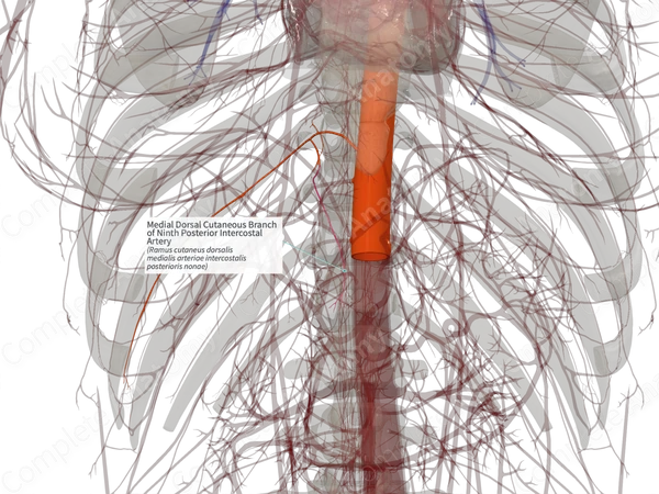 Medial Dorsal Cutaneous Branch of Ninth Posterior Intercostal Artery (Right)