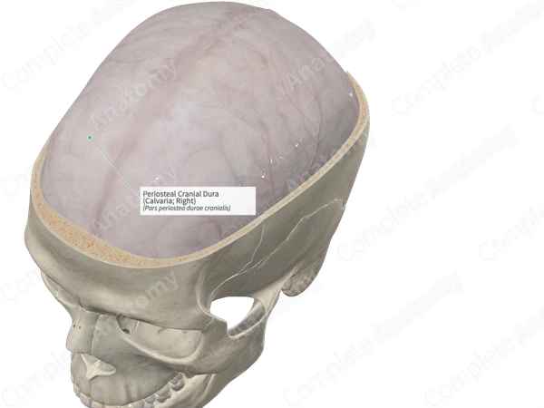 Periosteal Cranial Dura (Calvaria; Right)