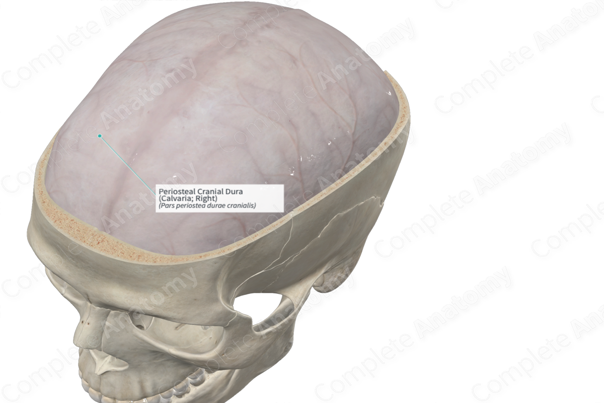 Periosteal Cranial Dura (Calvaria; Right)