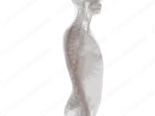 Posterior Longitudinal Ligament