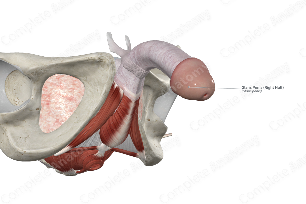 Glans Penis Right Half Complete Anatomy