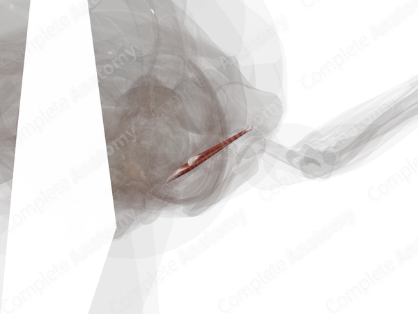 Gemelli Muscles (Left)