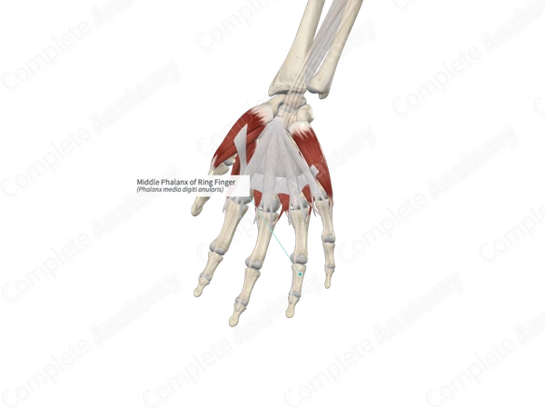Middle Phalanx of Ring Finger 