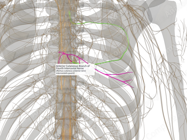 Anterior Cutaneous Branch of Fourth Intercostal Nerve (Left)