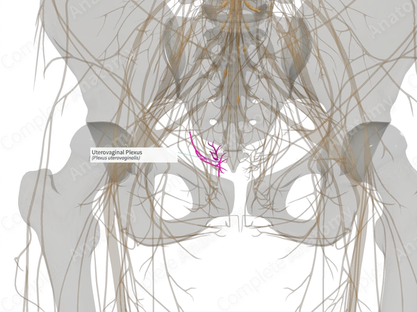 Uterovaginal Plexus (Right)