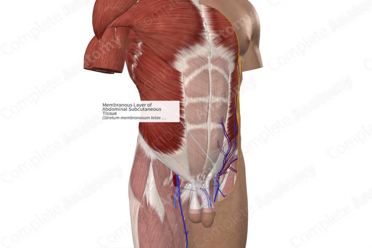 Membranous Layer of Abdominal Subcutaneous Tissue 