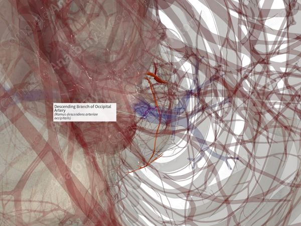 Descending Branch of Occipital Artery (Left)
