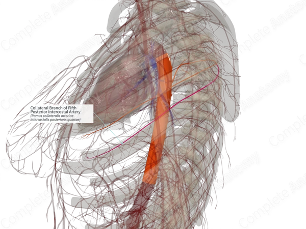 Collateral Branch of Fifth Posterior Intercostal Artery (Left)