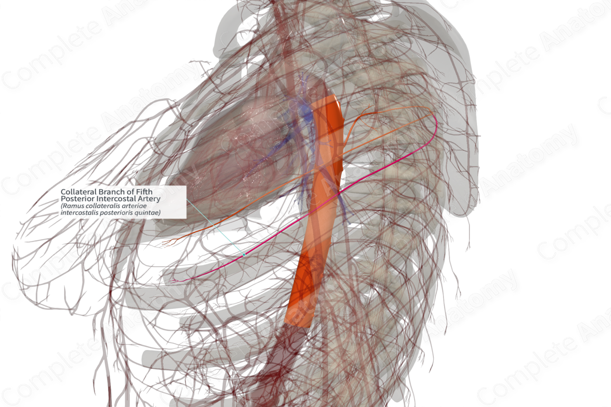 Collateral Branch of Fifth Posterior Intercostal Artery (Left)