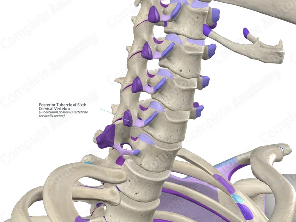 Posterior Tubercle of Sixth Cervical Vertebra (Left)