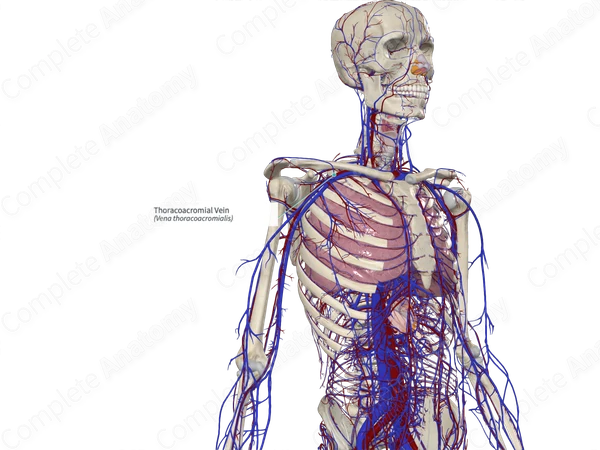 Thoracoacromial Vein
