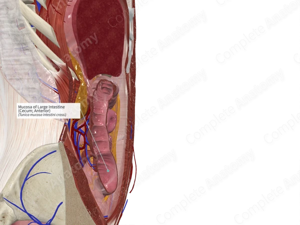 Mucosa of Large Intestine (Cecum; Anterior)