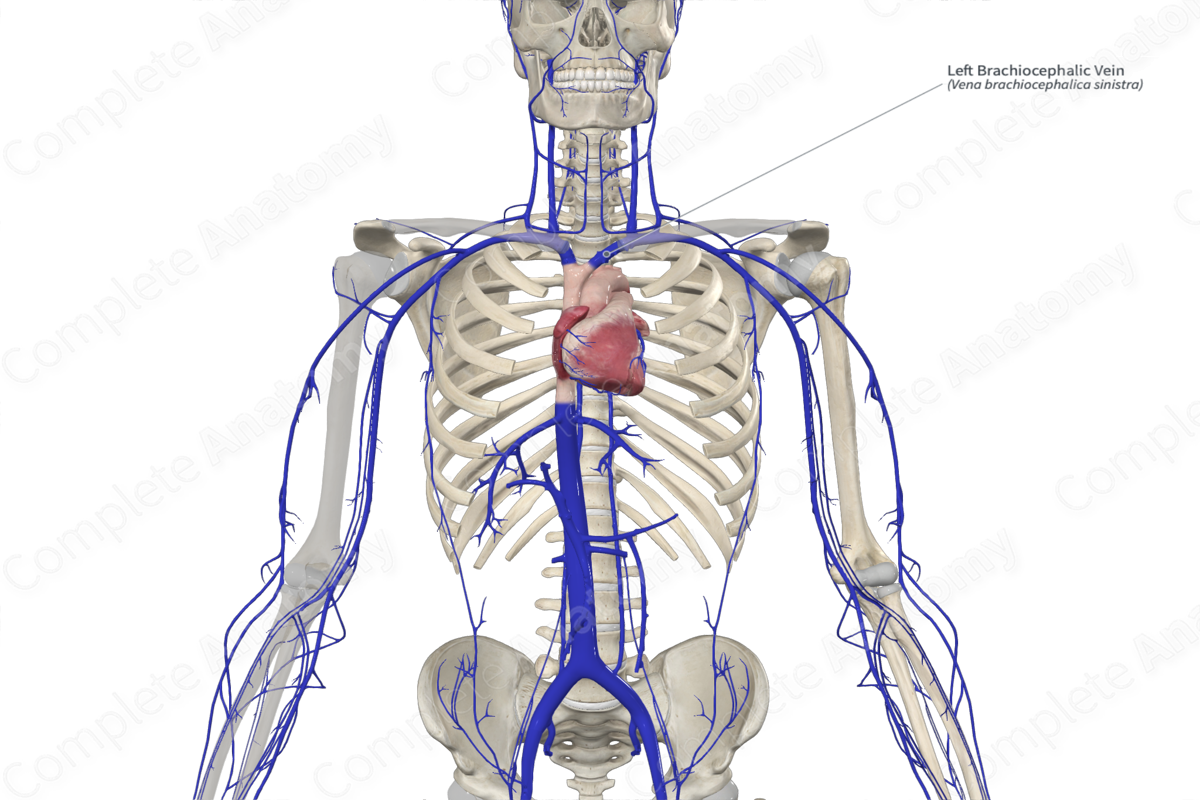 Left Brachiocephalic Vein