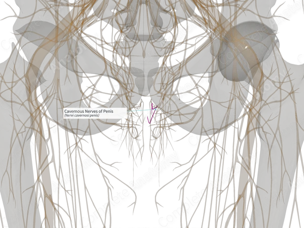 Cavernous Nerves of Penis (Left)