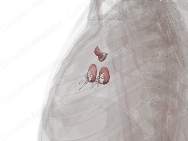Cardiac Valves