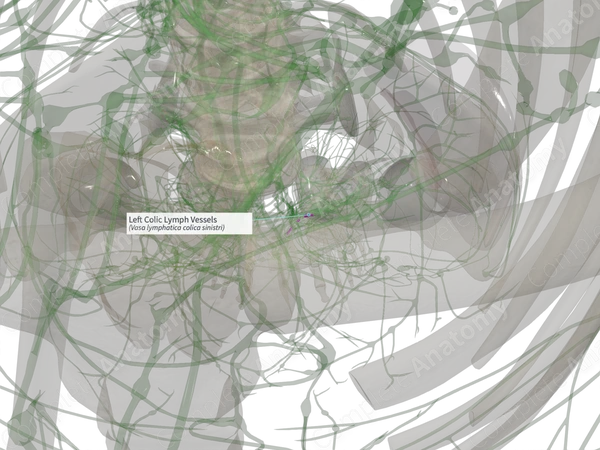 Left Colic Lymph Vessels