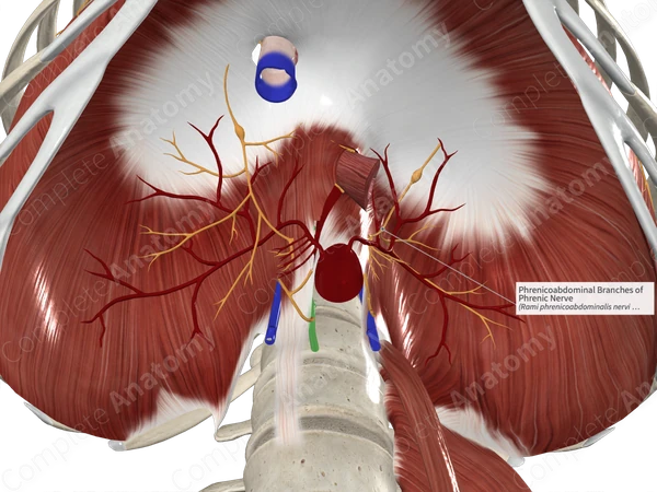 Phrenicoabdominal Branches of Phrenic Nerve
