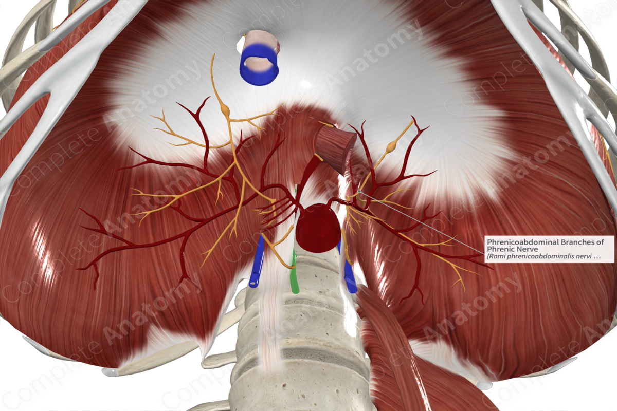 Phrenicoabdominal Branches of Phrenic Nerve 