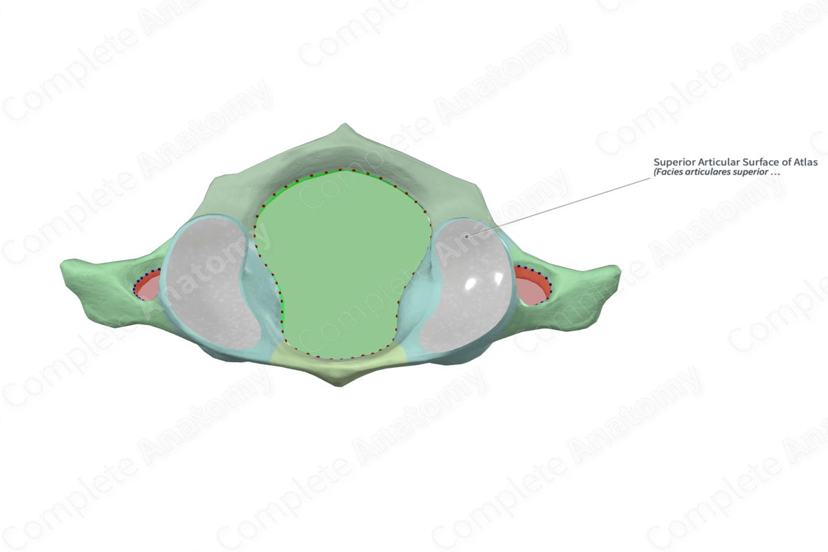 Superior Articular Surface of Atlas