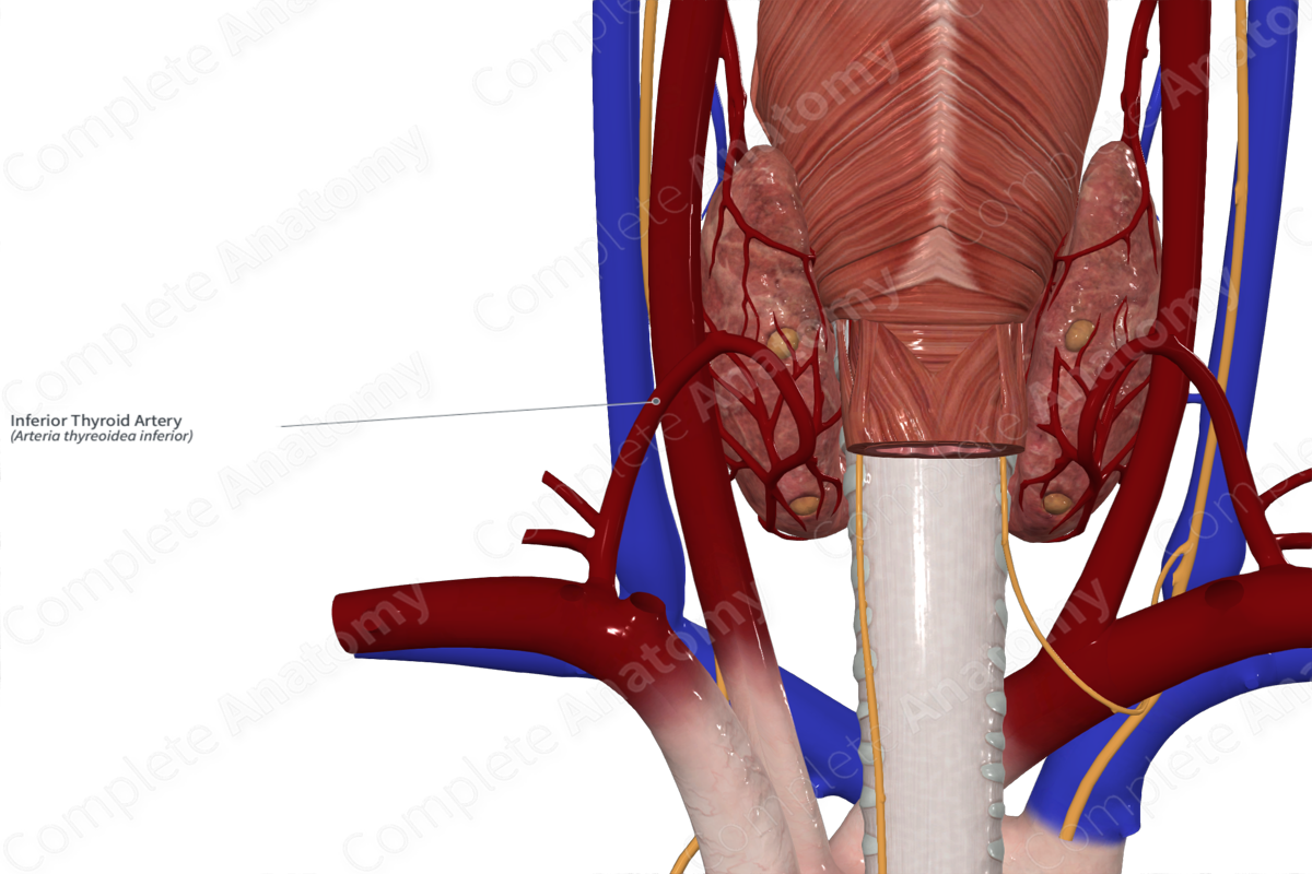 Inferior Thyroid Artery 