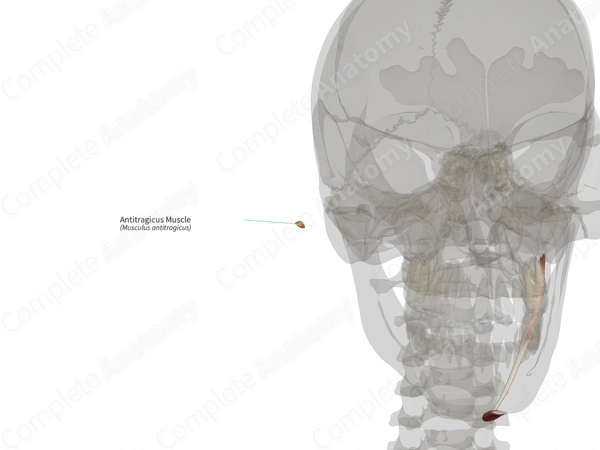Antitragicus Muscle (Right)