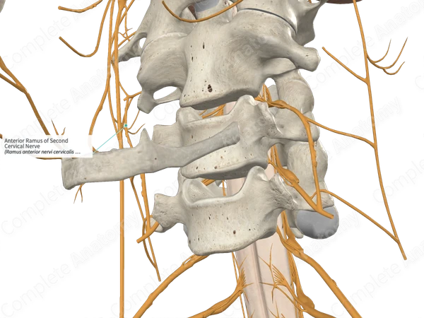 Anterior Ramus of Second Cervical Nerve 