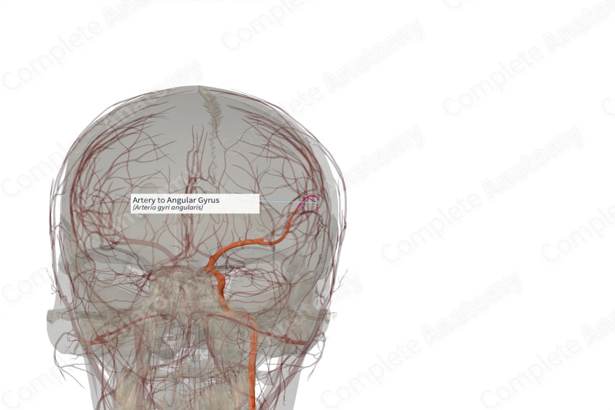 Artery to Angular Gyrus (Right) | Complete Anatomy