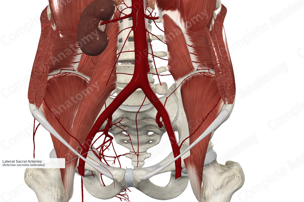 Lateral Sacral Arteries 