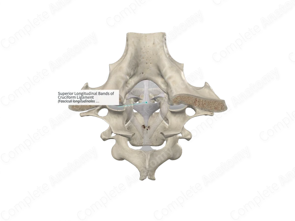Superior Longitudinal Bands of Cruciform Ligament