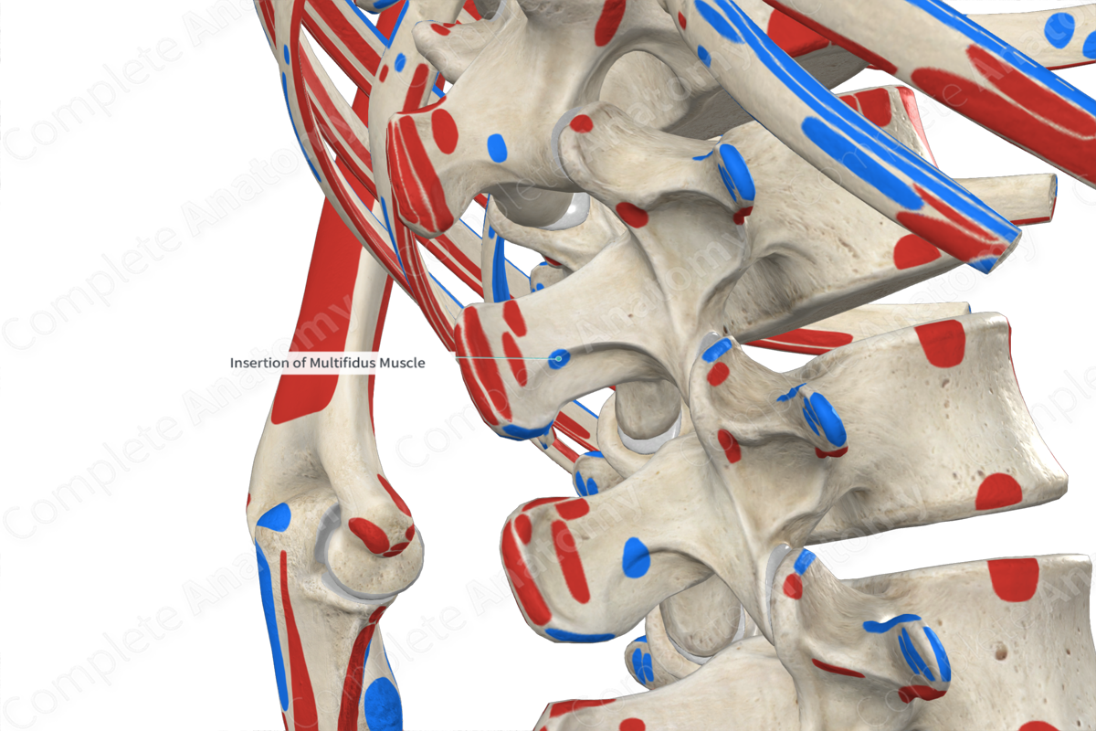 Insertion Of Multifidus Muscle Complete Anatomy 3634