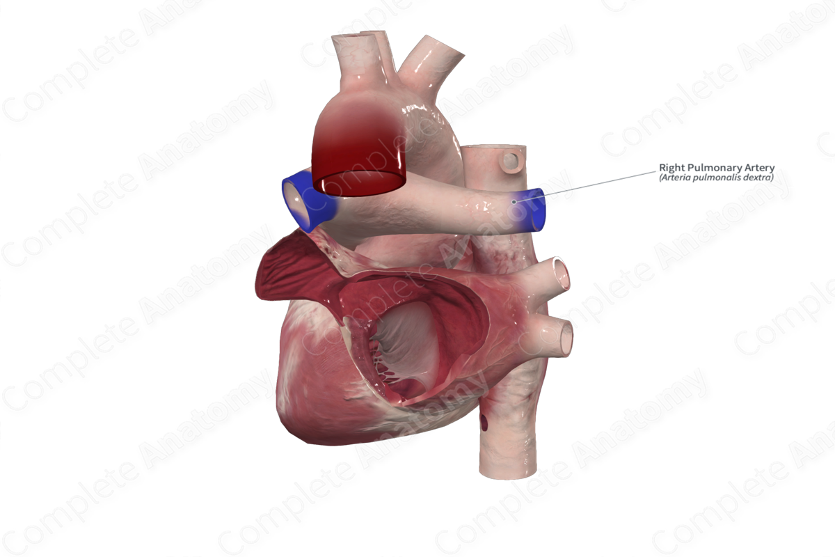 Right Pulmonary Artery | Complete Anatomy