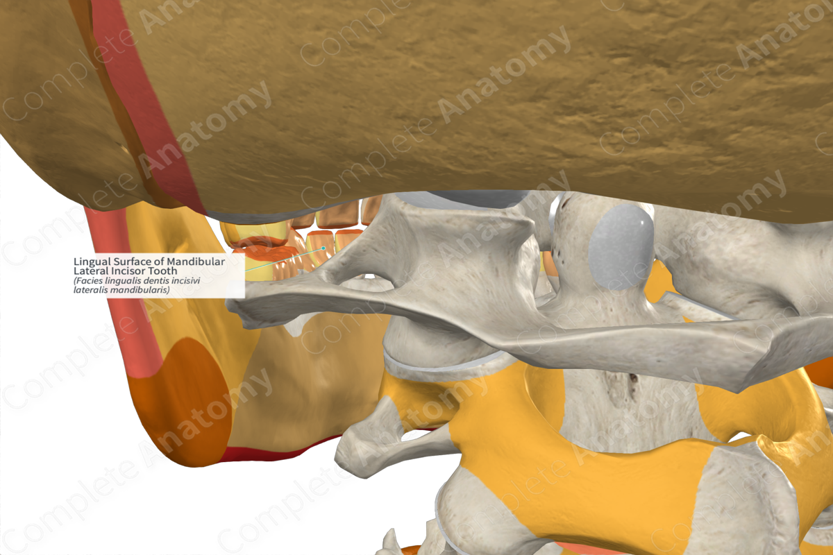 Lingual Surface of Mandibular Lateral Incisor Tooth